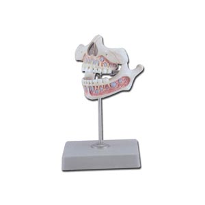 Modelo de dentadura infantil