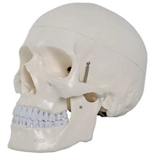 Cranio umano, in 2 parti - ingrandimento 1x