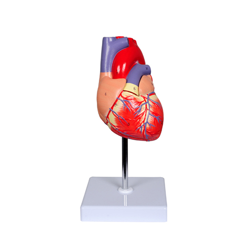 Modelo de Corazón Linea Value, 2 Partes - Ampliación: 1 x