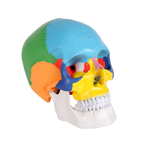 Cranio colorato linea Value, ingrandito 1 volta, in 3 parti