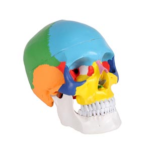 Cranio colorato linea Value, ingrandito 1 volta, in 3 parti