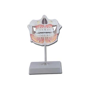 Modelo de dentadura de adulto