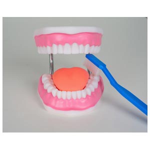Modelo de higiene dental de la línea Value