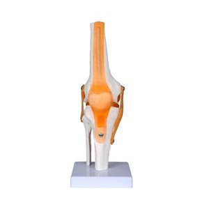 Modello articolazione ginocchio linea Value