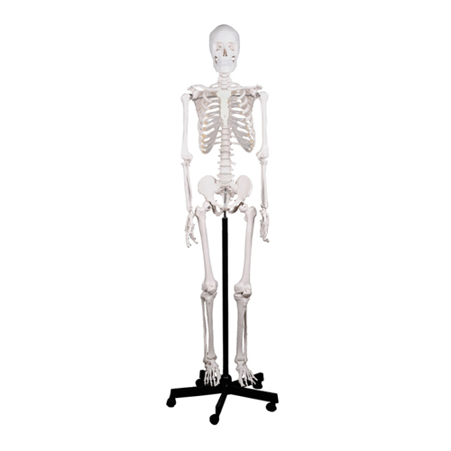 QWORK® Modello Anatomico Scheletro Umano, 85 cm, Flessibile, Per Strumento  di Visualizzazione dell'Insegnamento Medico