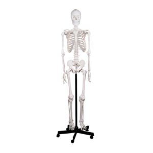 Esqueleto humano 1X