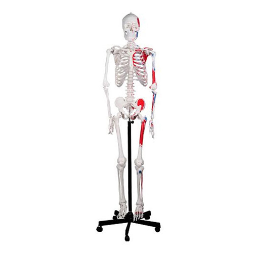 Scheletro modello didattico anatomico - B Life - Il Catalogo Medicale