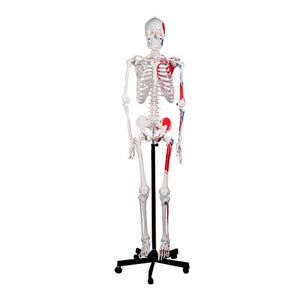 Esqueleto humano con indicación de áreas musculares 1X
