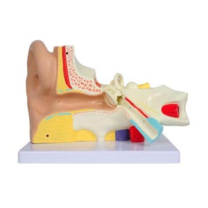 Modelo anatómico oreja 3X - 3 partes