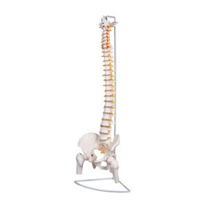 Columna vertebral flexible con cabezas femorales