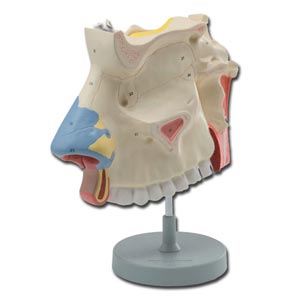 Modello cavità nasali