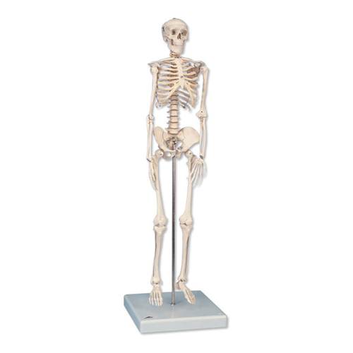 Mini scheletro Shorty, su base