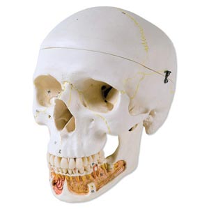 Cranio, modello classico, con mandibola aperta