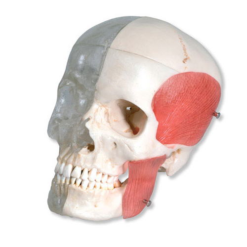 Cranio combinato, trasparente/osseo, in 8 parti