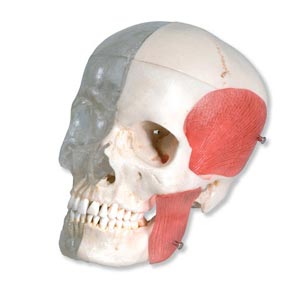 Cranio combinato, trasparente/osseo, in 8 parti