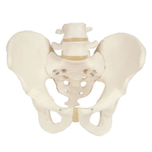 Anatomía pélvica masculina: esqueleto