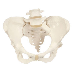 Anatómia pelvis feminina: esqueleto