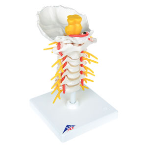 Columna vertebral cervical