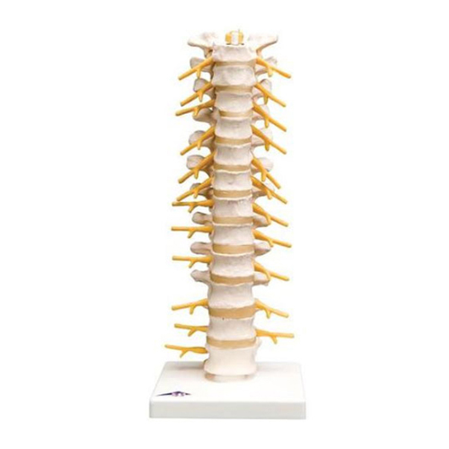 Colonna vertebrale toracica