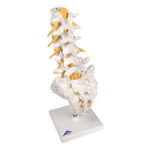 Columna vertebral lumbar