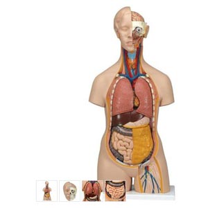 classic, senza sesso, in 14 parti