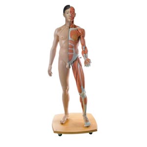 Figura con muscoli 3B Scientific® a grandezza naturale, bisessuato, asiatica, in 39 parti