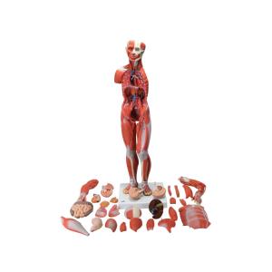 Figura con muscoli, in 33 parti, bisessuata con organi interni