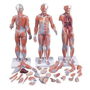 con muscoli, in 33 parti, bisessuata con organi interni