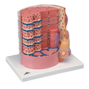 Fibra muscolare - 3B MICROanatomy™