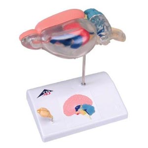 Cervello di ratto per anatomia comparativa