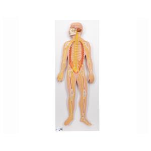 Sistema nervoso, metà della grandezza naturale