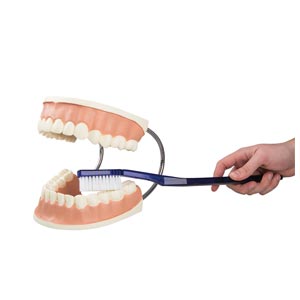 Modelo anatómico grande para el cuidado de los dientes, aumento 3x