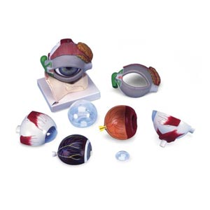 Occhio, ingrandito 5 volte, in 8 parti