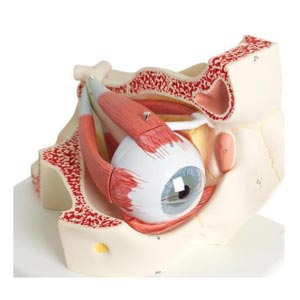Occhio nella cavità oculare, ingrandito 3 volte, in 7 parti