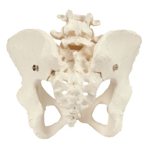 Anatómia pelvis feminina: esqueleto