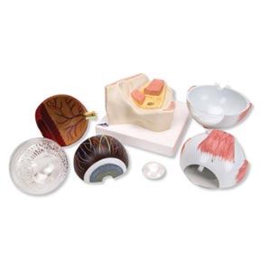 Occhio, ingrandito 5 volte, in 7 parti