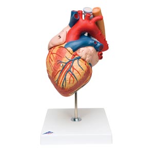 Organi del sistema cardiocircolatorio