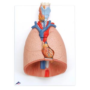 Modelo pulmón con laringe, en 7 partes