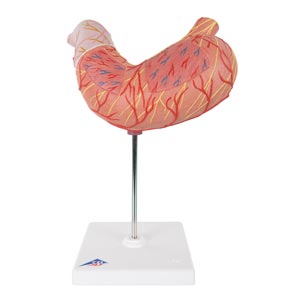 Modelo estómago, en 2 partes