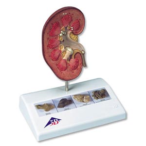 Reni e apparato urinario