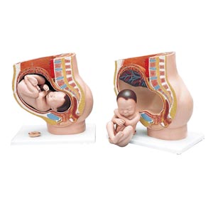 Modelo anatomía pélvica del embarazo, en 3 partes