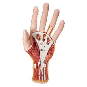 Modello struttura della mano, in 3 parti