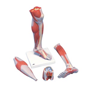 Parte inferiore della gamba con muscoli, modello di lusso, in 3 parti