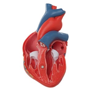Cuore, modello classico, in 2 parti