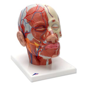Muscolatura della testa con vasi sanguigni