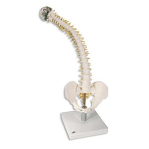 Colonna vertebrale flessibile con dischi intervertebrali morbidi