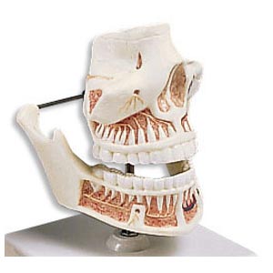 Mandibola e dentatura