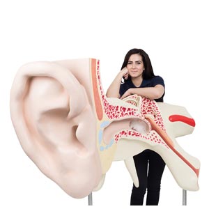 L’orecchio più grande del mondo, ingrandito 15 volte, in 3 parti