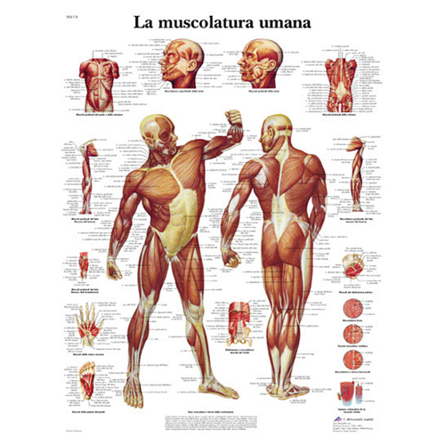 Poster laminato 50 x 67 cm - Muscolatura umana 