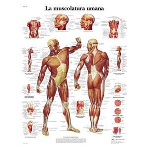 Poster laminato 50 x 67 cm - Muscolatura umana 